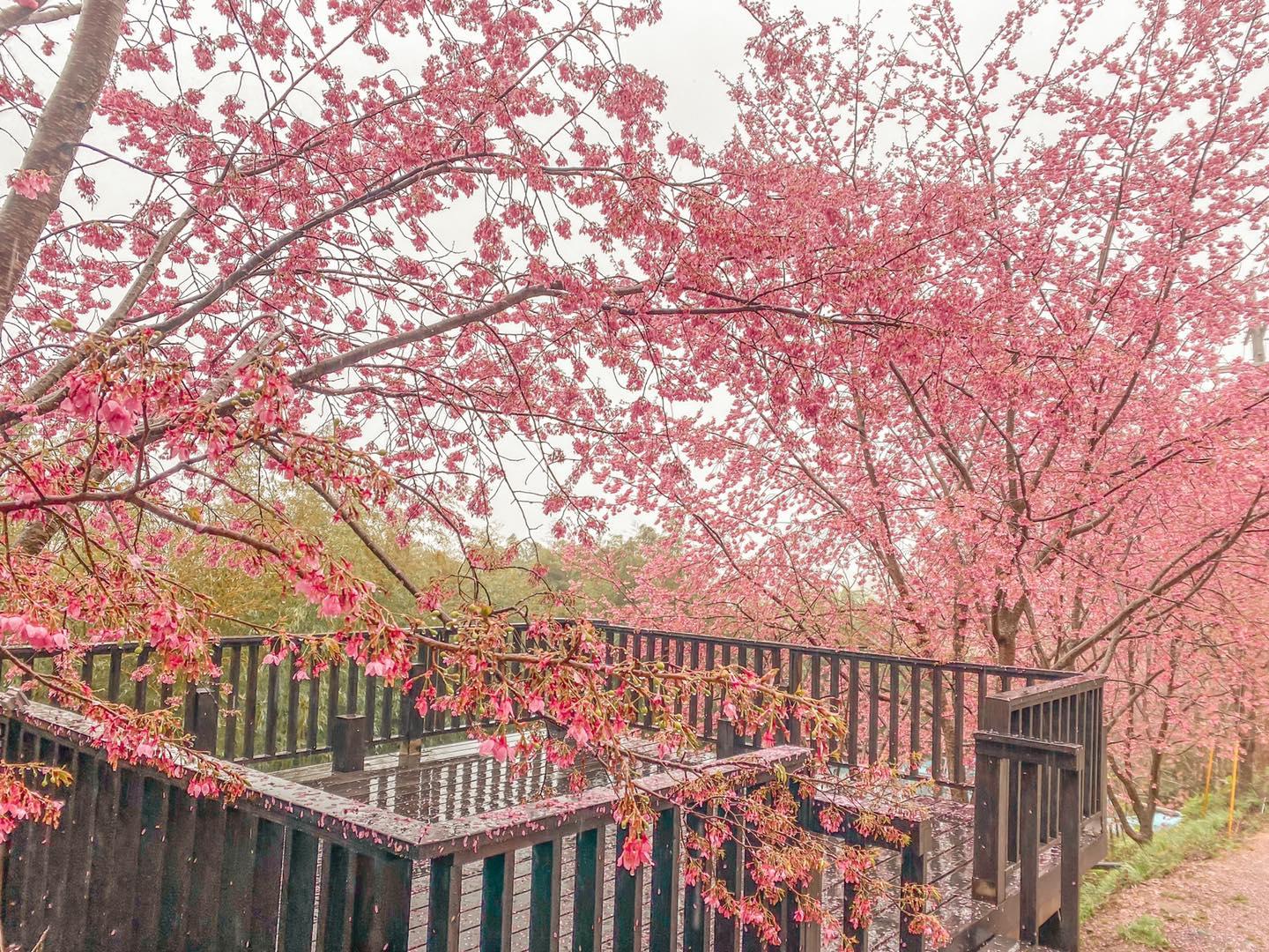 司馬庫斯櫻花季 觀景台