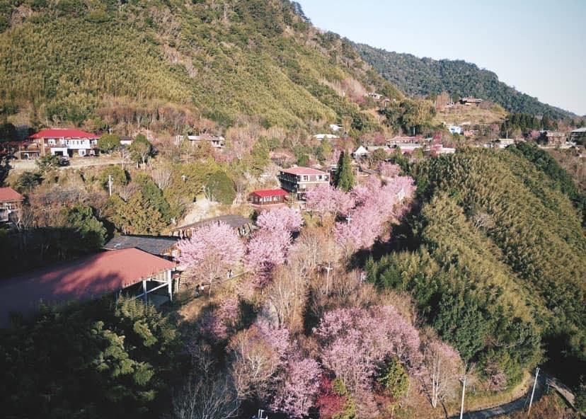 司馬庫斯櫻花季 觀景台